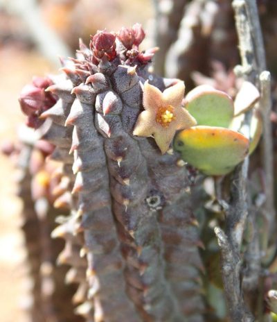 Richtersveldia columnaris, photographed by Tony Rebelo