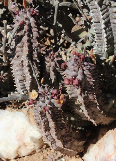 Richtersveldia columnaris, photographed by Tony Rebelo