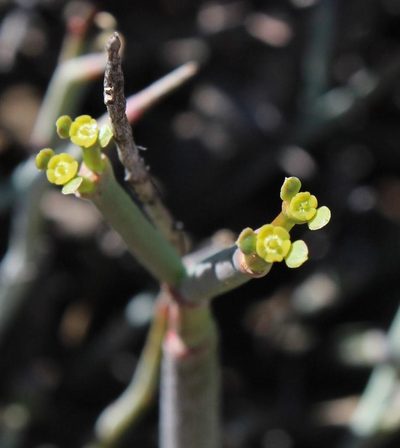Euphorbia ephedroides, photographed by Tony Rebelo