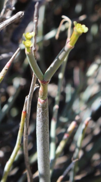 Euphorbia ephedroides, photographed by Tony Rebelo
