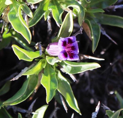 Aptosimum viscosum, photographed by Tony Rebelo