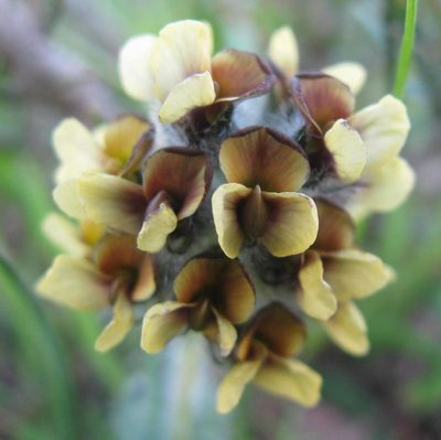 Euchlora hirsuta, photographed by douglaseustonbrown