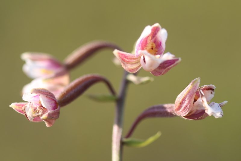 Epipactis palustris, photographed by Michel Langeveld