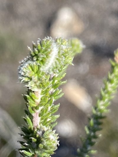 Phylica laevigata, photographed by Christina