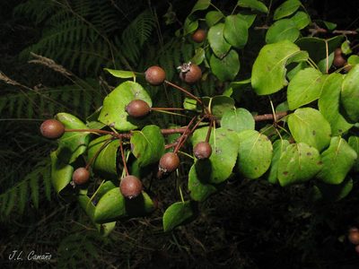 Pyrus cordata, photographed by José Luis Camaño