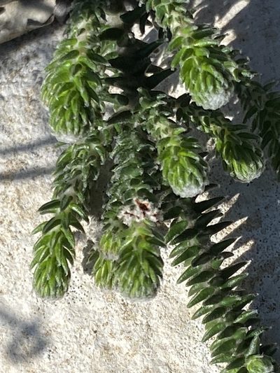 Phylica laevigata, photographed by Christina