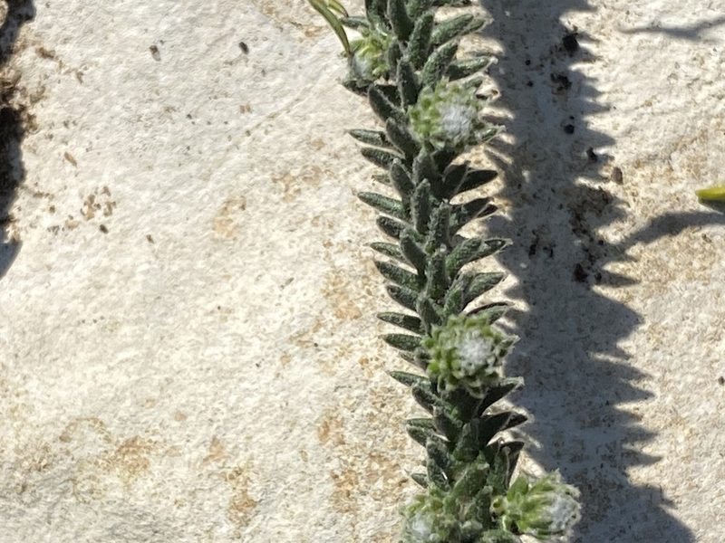 Phylica laevigata, photographed by Christina