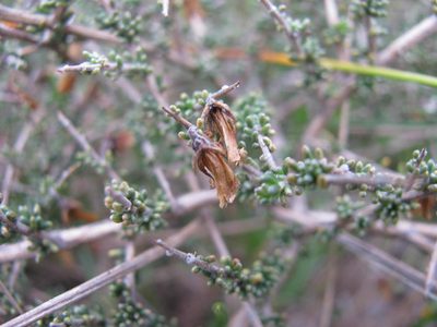 Aspalathus recurva, photographed by douglaseustonbrown