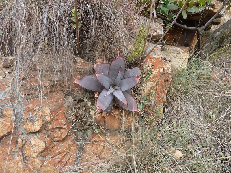 Aloe verdoorniae, photographed by Andrew Hankey