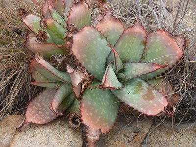 Aloe verdoorniae, photographed by Andrew Hankey