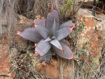 Aloe verdoorniae, photographed by Andrew Hankey