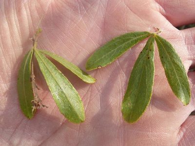 Psoralea polysticta, photographed by Andrew Hankey