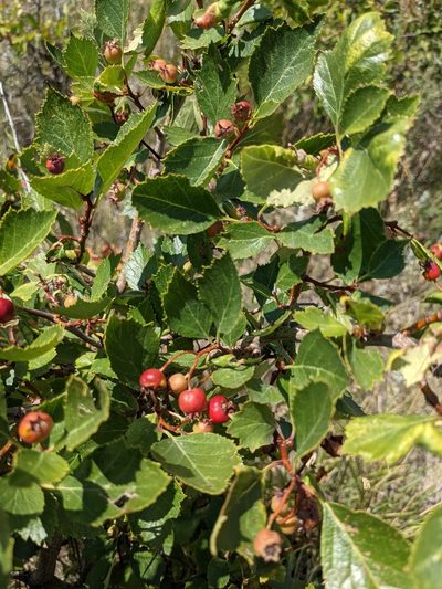 Crataegus erythropoda, photographed by stephen
