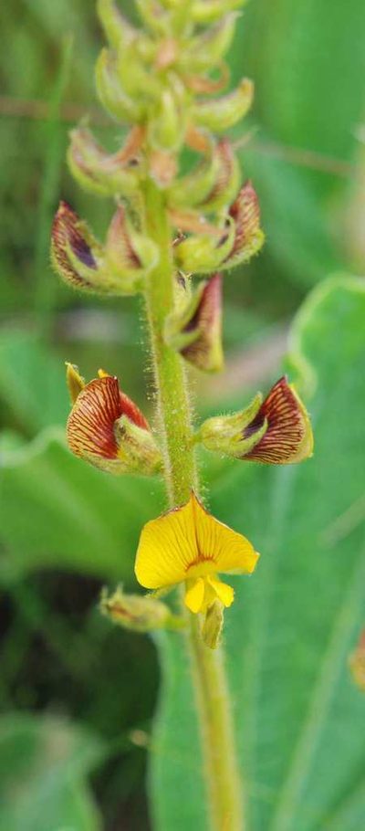 Rhynchosia villosa, photographed by Charles Stirton