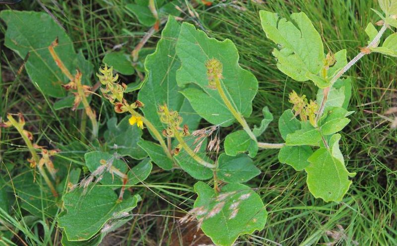 Rhynchosia villosa, photographed by Charles Stirton