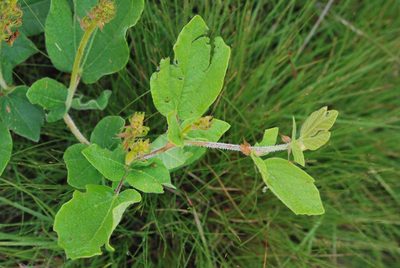 Rhynchosia villosa, photographed by Charles Stirton