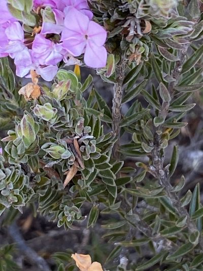 Acmadenia densifolia, photographed by Christina