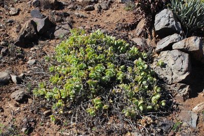 Mesembryanthemum sladenianum, photographed by Tony Rebelo