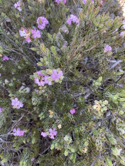 Acmadenia densifolia, photographed by Christina