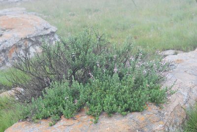 Syncolostemon albiflorus, photographed by Charles Stirton