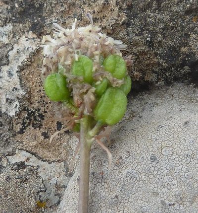 Drimia sphaerocephala, photographed by Andrew Hankey