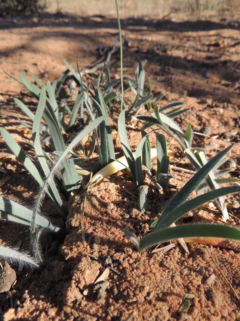 Gethyllis gregoriana, photographed by Jacques van der Merwe