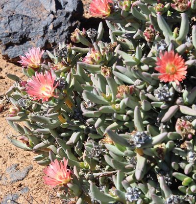 Astridia longifolia, photographed by Tony Rebelo