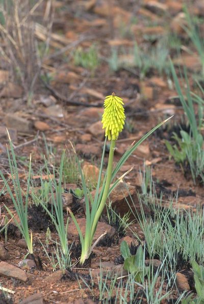 Kniphofia porphyrantha, photographed by Andrew Hankey