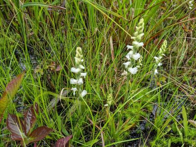 Spiranthes incurva, photographed by JCorven