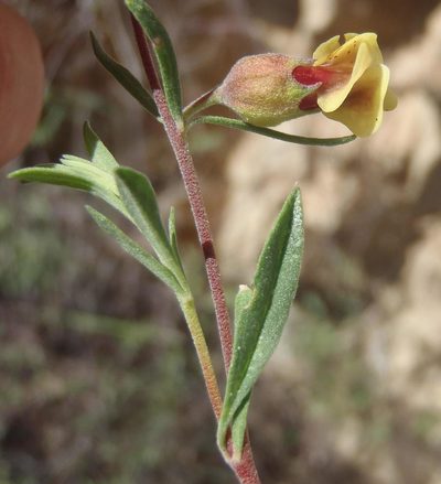 Hermannia gracilis, photographed by Nicola van Berkel