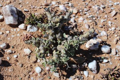 Pelargonium klinghardtense, photographed by Tony Rebelo