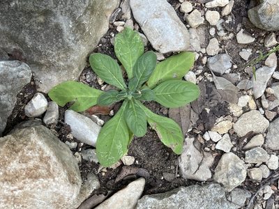 Nama jamaicensis, photographed by Evelyn Lazzaretti 🏳️‍⚧️