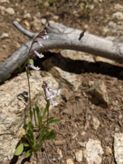 Chionophila tweedyi, photographed by Jacob Saucier
