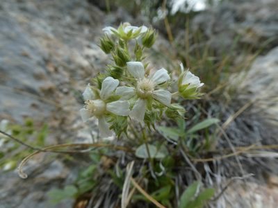 Potentilla caulescens, photographed by Philipp Pavelka