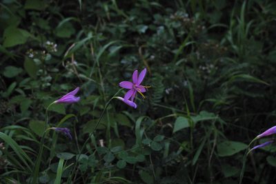 Hesperantha baurii, photographed by magriet b