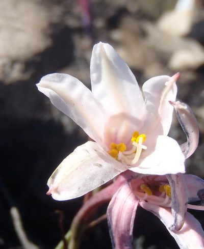 Cyrtanthus debilis, photographed by Nicola van Berkel