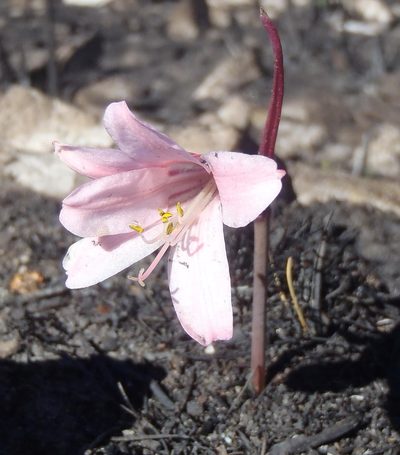 Cyrtanthus debilis, photographed by Nicola van Berkel