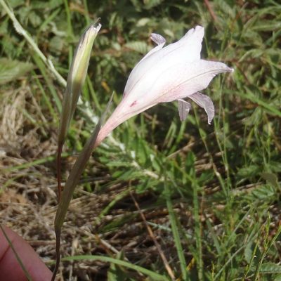 Gladiolus roseovenosus, photographed by Nicola van Berkel