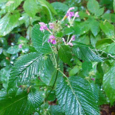 Galeopsis pubescens, photographed by bogsuckers