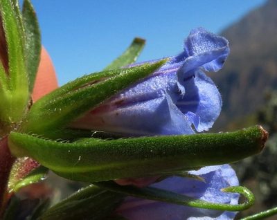 Lobostemon decorus, photographed by Brian du Preez