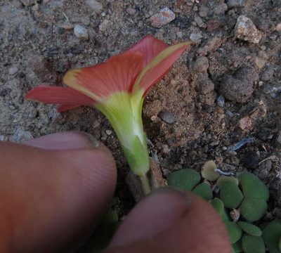 Oxalis inaequalis, photographed by Brian du Preez