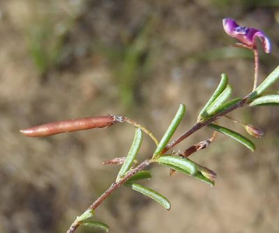 Indigofera semota, photographed by Nicola van Berkel