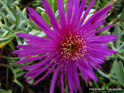 Lampranthus fugitans, photographed by Peter Warren