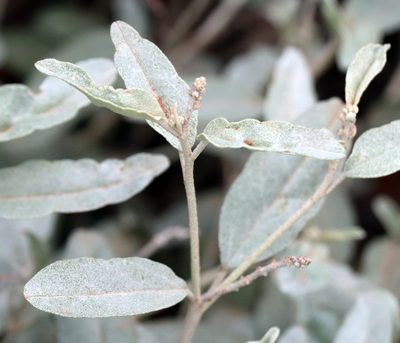 Croton dioicus, photographed by Catherine C. Galley