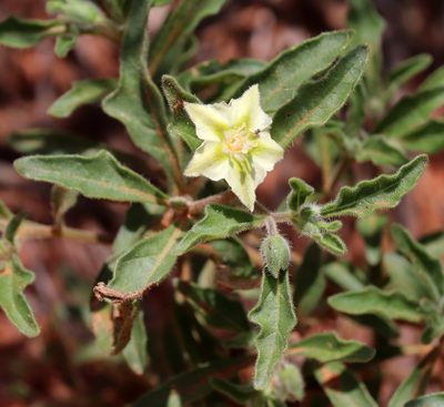 Chamaesaracha sordida, photographed by Catherine C. Galley