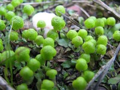Asterella marginata, photographed by douglaseustonbrown