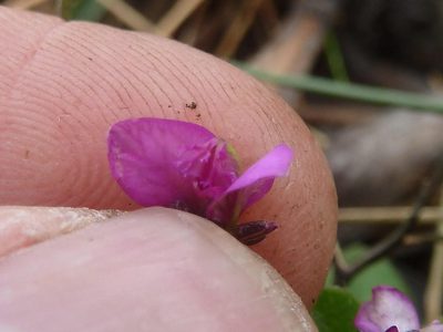 Polygala ohlendorfiana, photographed by Andrew Hankey