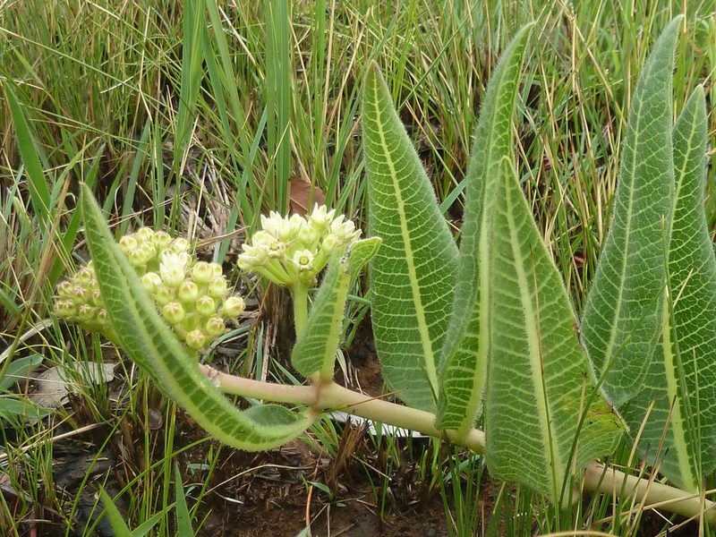 Xysmalobium acerateoides, photographed by Andrew Hankey