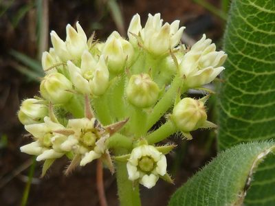 Xysmalobium acerateoides, photographed by Andrew Hankey