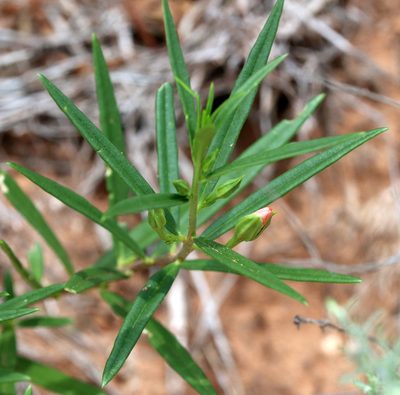 Talinum aurantiacum, photographed by Catherine C. Galley